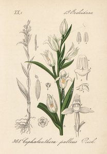 Cephalanthere has epe or long-leaved - Sword-leaved helleborine, Cephalanthera longifolia (Cephalanthera pallens).Diederich von Schlechtendal