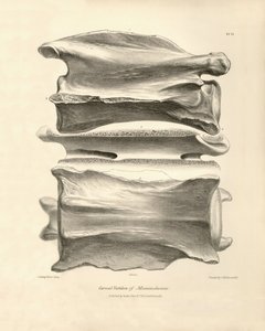 チャールズ・ダーウィンがビーグル号での探検旅行中に発見した先史時代の動物、マクラウシェニアの頸椎。1832年から1836年までのフィッツロイ船長率いるH.M.S.ビーグル号の航海の動物学。