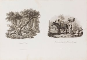ブラジリアーナ・イコノグラフィック・コレクションより "Chasse de l