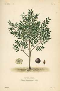 チェリーローレルまたはイングリッシュローレルの木、Prunus laurocerasus、Cerasus laurocerasus、Laurier-cerise 作： Unbekannt