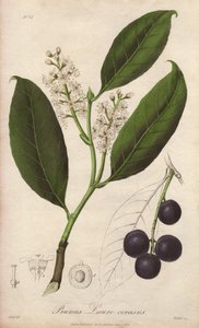 チェリーローレル、またはローレルアーモンド、またはローレルパメ、またはトレビゾンドローレル（Prunus Lauro-cerasus） - ジョン・ステファンソンとジェームズ・モースによる「医学植物学、ロンドン、エディンバラ、ダブリンの薬用植物の説明」の挿絵のためにウィリアム・クラークが流出させた。 作： Unbekannter Künstler