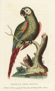 チェスナットフロントコンゴウインコ、Ara severus。ブラジルミドリコンゴウインコ。図版はジョージ・エドワーズよりコピー。The Naturalist