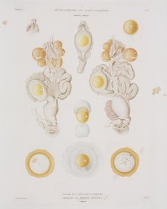 輸卵管内の鶏卵（1847-1859年頃 作： Unbekannt