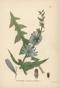 チコリ, Cichorium intybus