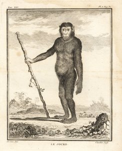 チンパンジー、Pan troglodytes。ジョッコ。絶滅危惧種。ジョルジュ＝ルイ・ルクレール、ビュフォン伯爵の『自然史』（パリ王立印刷所）より、ジャック・ド・セーヴの挿絵にシュヴィレによる銅版画。