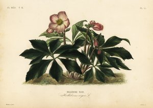 クリスマスローズ、ブラックヘレボア、Helleborus niger