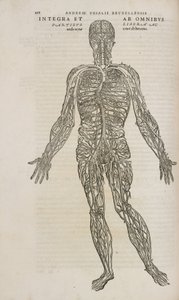 循環 男性人体の静脈系 作： Unbekannt
