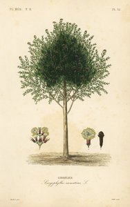クローブの木、Syzygium aromaticum、Caryophyllus aromaticus、Giroflier 作： Unbekannt