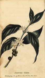 コーヒーの木、コーヒーノキ アラビカ。 ,1800年（刻印）