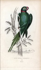 コザクラインコ、Psittacula krameri。Psittacus torquatus。ジョン・オーデュボンのデッサンに基づくジョセフ・キッドのリトグラフ：1833年にスコットランドのエディンバラで出版された『Miscellany of Natural History: Parrots, Sir Thomas DiK Lauder and Captain Thomas Brown』に掲載されたジョン・オーデュボンの図面をもとにしたジョセフ・キッドのリトグラフ。 作： Unbekannter Künstler