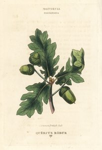 イギリスのコナラの木。リチャード・デュッパの図版をもとにした手彩色銅版画（『The Clours and Orders of the Linnaean System of Botany』Longman, Hurst, Londonより）。 作： Unbekannter Künstler