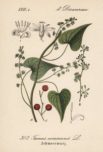 虐待された女性によくあるドライバーまたは草 - クロフクシア（Tamus communis）。ディーデリッヒ・フォン・シュレヒテンダール著『ドイツ植物誌』より。 作： Unbekannter Künstler