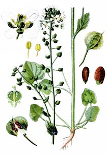 コモン・スクルビーグラス, Cochlearia officinalis