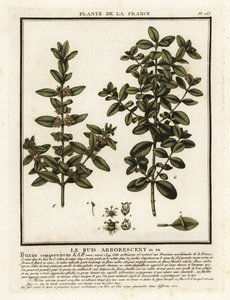 共通ボックス、Buxus sempervirens。 作： Unbekannter Künstler
