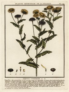 一般的なノミ、Pulicaria dysenterica。 作： Unbekannter Künstler