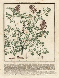 一般的なフミトリー、Fumaria officinalis。