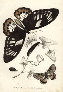 ミドリシジミ（Ornithoptera priamus）、チョウ、イモムシ、サナギ、ニセアカタテハ（Doritis apollinus）。ゲオルク・フリードリヒ・トライチケの自然史ギャラリー、Naturhistorischer Bildersaal des Thi所蔵の手彩色リトグラフ。 作： Unbekannter Künstler