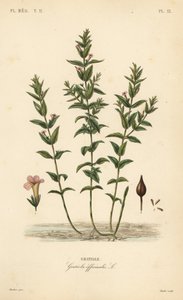 一般的なヘッジヒソップや恵みのハーブ、Gratiola officinalis、Gratiole。 作： Unbekannt