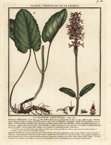 一般的な生け垣、Stachys officinalis。 作： Unbekannter Künstler