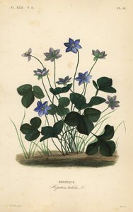 アネモネ・ヘパティカ（Anemone hepatica）、ヘパティカ・トリロバ（Hepatica triloba）、ヘパティーク（Hepatique）。 作： Unbekannt