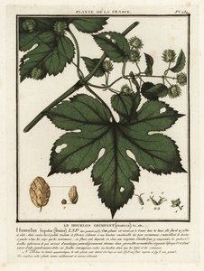 一般的なホップ、Humulus lupulus。 作： Unbekannter Künstler