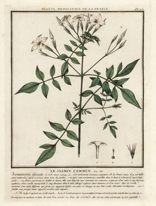 一般的なジャスミン、Jasminum officinale。 作： Unbekannter Künstler