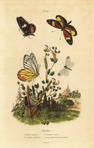コモン・ジェゼベル（Delias eucharis）1、キャトルハート・ホワイト（Archonias brassolis）2、タイガー・ミミック・ホワイト（Dismorphia amphione）3、ウッド・ホワイト（Leptidea sinapis）4 作： Unbekannt