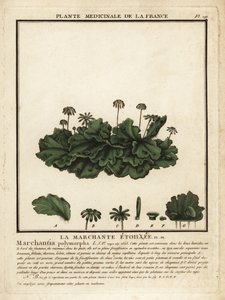 一般的なゼニゴケ、Marchantia polymorpha。 作： Unbekannter Künstler
