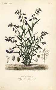 ヒヨドリバナ（Polygala vulgaris）、ヒヨドリバナ（Polygala commun）。