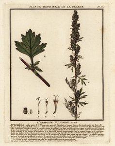 一般的なヨモギ、Artemisia vulgaris。 作： Unbekannter Künstler