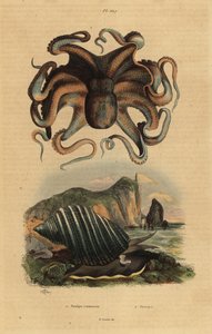 タコ（Octopus vulgaris）1とウミカタツムリ（Dicathais orbita）2 作： Unbekannt