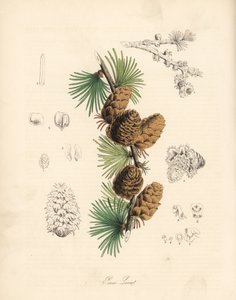Common or European meleze - 白カラマツの木、Larix decidua (Larix europaea)の葉、枝、松かさ。C. シャボによる手彩色のジンコグラフ。M. A. バーネット嬢の "Plantae Utiliores: or Illustrations of Useful Plants", Whittaker, Londonより抜粋。 作： Unbekannter Künstler