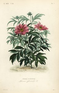 一般的なシャクヤクまたはガーデンシャクヤク、Paeonia officinalis、Pivoine officinale 作： Unbekannt