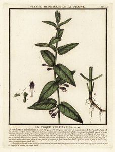 一般的なスカルキャップ、Scutellaria galericulata。 作： Unbekannter Künstler
