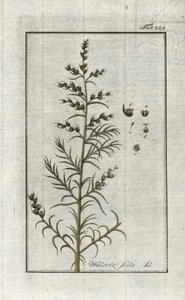 コモンソーダ（Salsola soda）。ヨハネス・ゾーン（1739-1799）作 "Afbeelding der Artseny-Gewassen "のリトグラフ（オランダ）。