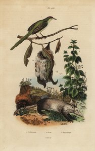 巣、イラクサ、ツチブタ、Orycteropus aferと一緒にいる尾長鳥（Orthotomus sutorius 作： Unbekannt