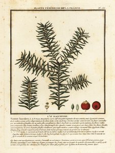 一般的なイチイまたはイングリッシュ イチイ、Taxus baccata。 作： Unbekannter Künstler