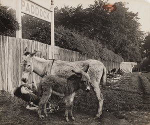 2頭のロバの合成写真、1909年頃 作： Unbekannt
