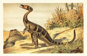 Compsognathus longipes、絶滅した小型の肉食獣脚類。 1908年（リトグラフ） 作： Unbekannter Künstler