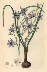 Conanthere - Conanthera trimaculata (Three-spotted cummingia, Cummingia trimaculata)。ジョン・リンドレーとロバート・スウィートの『観賞用花園と低木』より、エドウィン・ダルトン・スミスを模したウェッデルによる手彩色銅版画。 作： Unbekannter Künstler