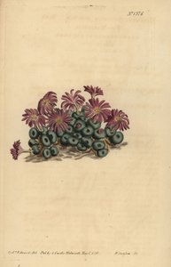 Conophytum minutum（タイニーフィグマリゴールド、Mesembryanthemum minutum 作： Unbekannt