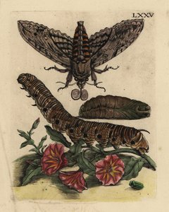 コンボルブルス・ハイク・モス（Agrius convolvuli）、イモムシとサナギ、フィールド・バインウィード（Convolvulus arvensis） LXXV 作： Unbekannt