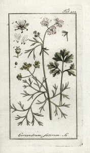 コリアンダー（Coriandrum sativum）。オランダ、ヨハネス・ゾーン（1739-1799）作 "Afbeelding der Artseny-Gewassen "のリトグラフ。 作： Unbekannter Künstler