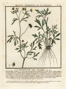 トウモロコシのキンポウゲ、Rananculus arvensis。 作： Unbekannter Künstler
