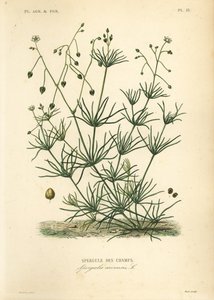 コーンスパリー、Spergula arvensis、Spergule des champs