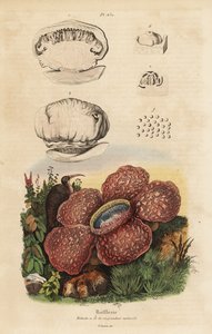 コープスリリーまたはラフレシア、Rafflesia arnoldii 作： Unbekannt