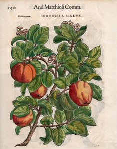 Pietro Andrea Mattioliの「Commentaires」からCotonea Malvs.を抜粋（カラー木版画 作： Unbekannt
