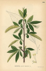 ヤナギの木、Salix fragilis