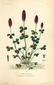 クリムゾンクローバーまたはイタリアンクローバー、Trifolium incarnatum、Trefle incarnat 作： Unbekannt