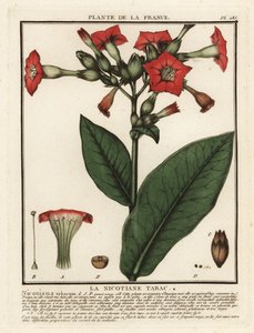 栽培タバコ、Nicotiana tabacum。 作： Unbekannter Künstler